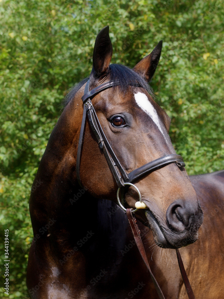 Bay Horse Headshot Bay Horse Headshot