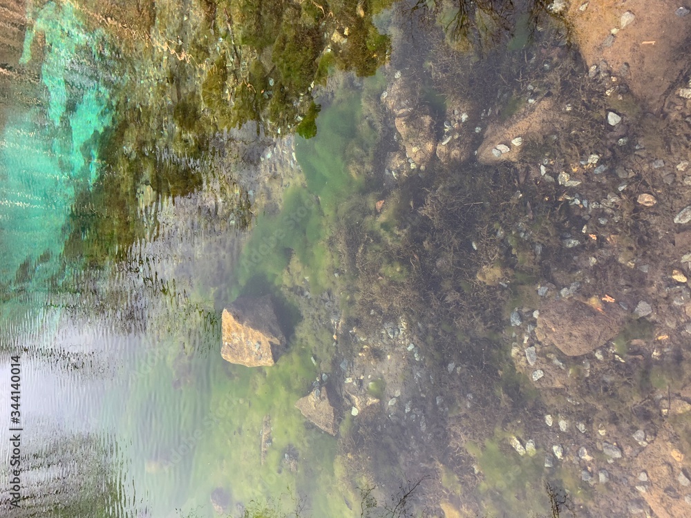 Obraz premium Reflection of pine tree forest