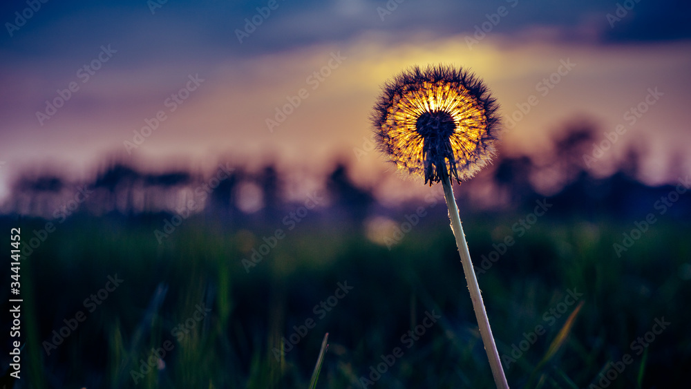 dandelion in the meadow at sunset
