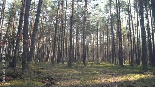 Magnificent forest landscape. Recreation in the forest. Meditative video of the forest. Walking through the forest in the first person.