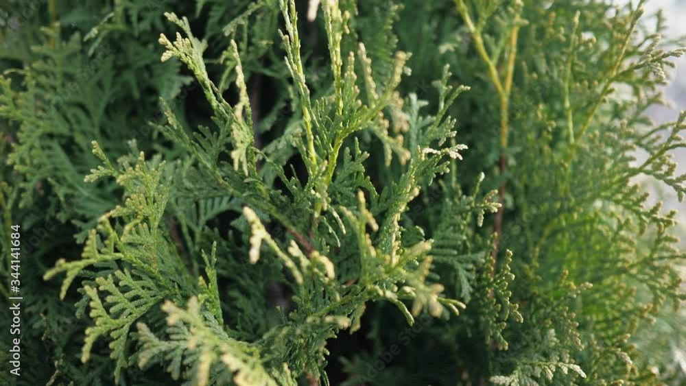Thuja tree close-up. Thuja branches close-up. Slow motion video 50fps Thuja tree close-up. Thuja branches close-up. Slow motion video 50fps