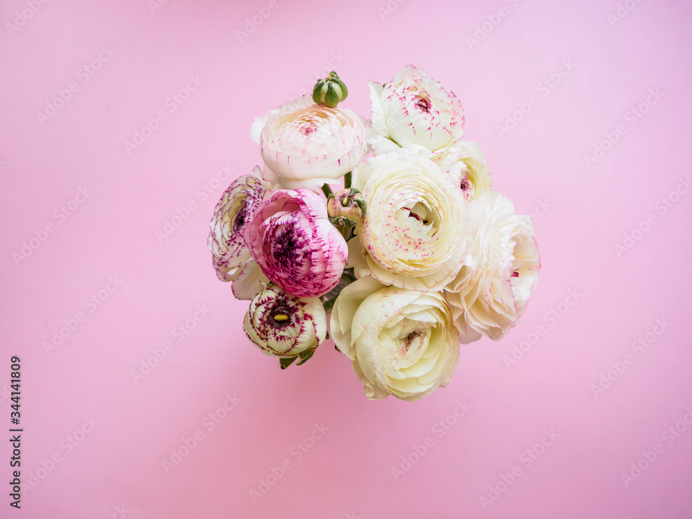 Ein Strauß weißer und rosa Ranunkeln auf einem pinken Hintergrund, Draufsicht, Frühling Ein Strauß weißer und rosa Ranunkeln auf einem pinken Hintergrund, Draufsicht, Frühling