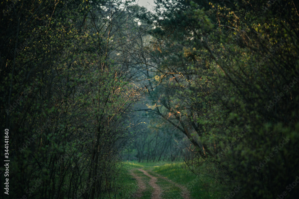 Fototapeta premium Mysterious green forest path