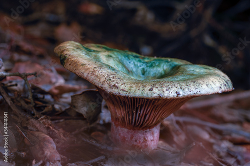A wild mushroom of Lactarius sanguifluus in a Mediterranean forest in autumn