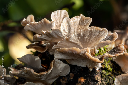 Bottom view of Trametes versicolor wild mushrooms on a rotten wooden branch of a Mediterranean forest in autumn.