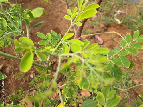 tomato plants in a garden