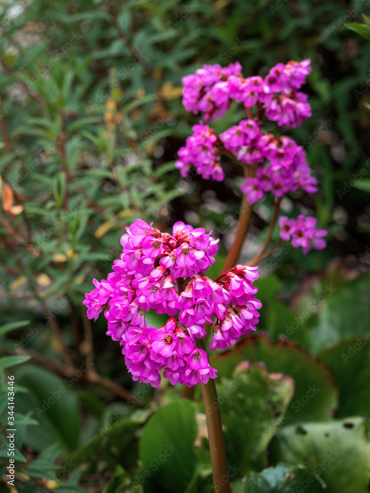 Bergenia cordifolia aka pink Elephant Ears plant growing in garden. Flower detail. Evergreen rhizomatous perennial. Bergenia cordifolia aka pink Elephant Ears plant growing in garden. Flower detail. Evergreen rhizomatous perennial.