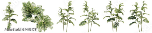 Set or collection of green palm trees isolated on white background. Concept or conceptual 3d illustration for nature  ecology and conservation  strength and endurance  force and life