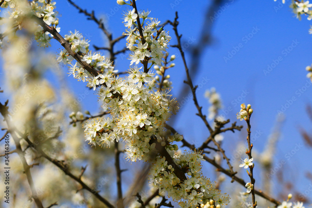 apple blossoms on fruit trees in spring