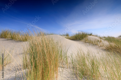 Fototapeta Naklejka Na Ścianę i Meble -  sand dunes along the Dutch coast near The Hague; Kijkduin, Netherlands