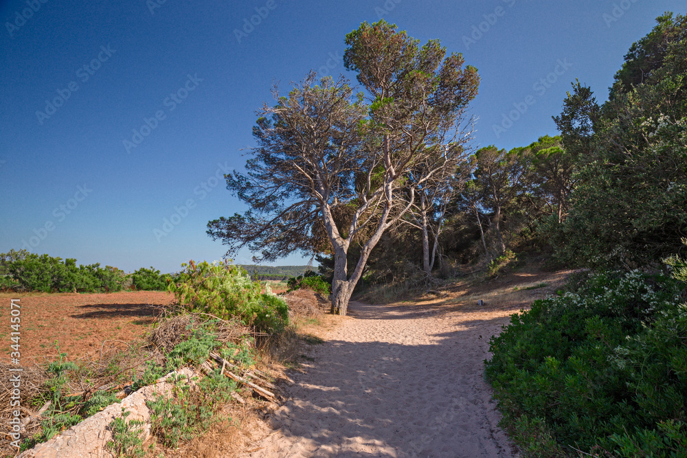 Panoramic view of a dirt road on the island of Menorca in Spain. Panoramic view of a dirt road on the island of Menorca in Spain.