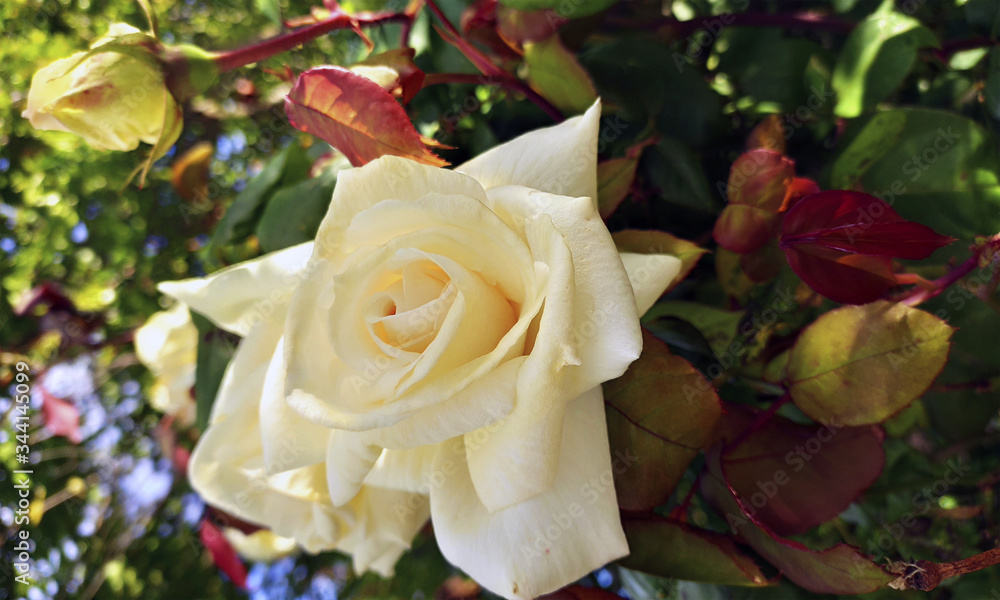 Rosas blancas en crecimiento. Rosal. Ramas, hojas y flores del rosal