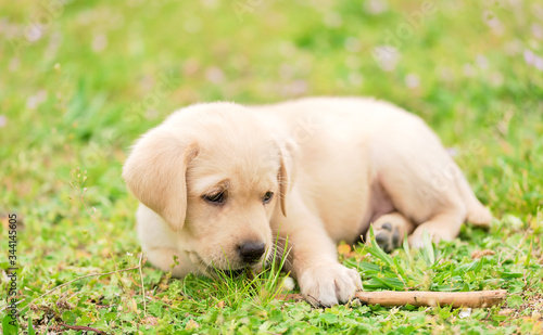 Little labrador puppy playing with a stick in the grass © SasaStock