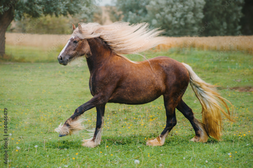 Fototapeta premium Irish cob (tinker) in the meadow