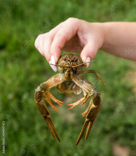 live crayfish in hand on a green background of grass