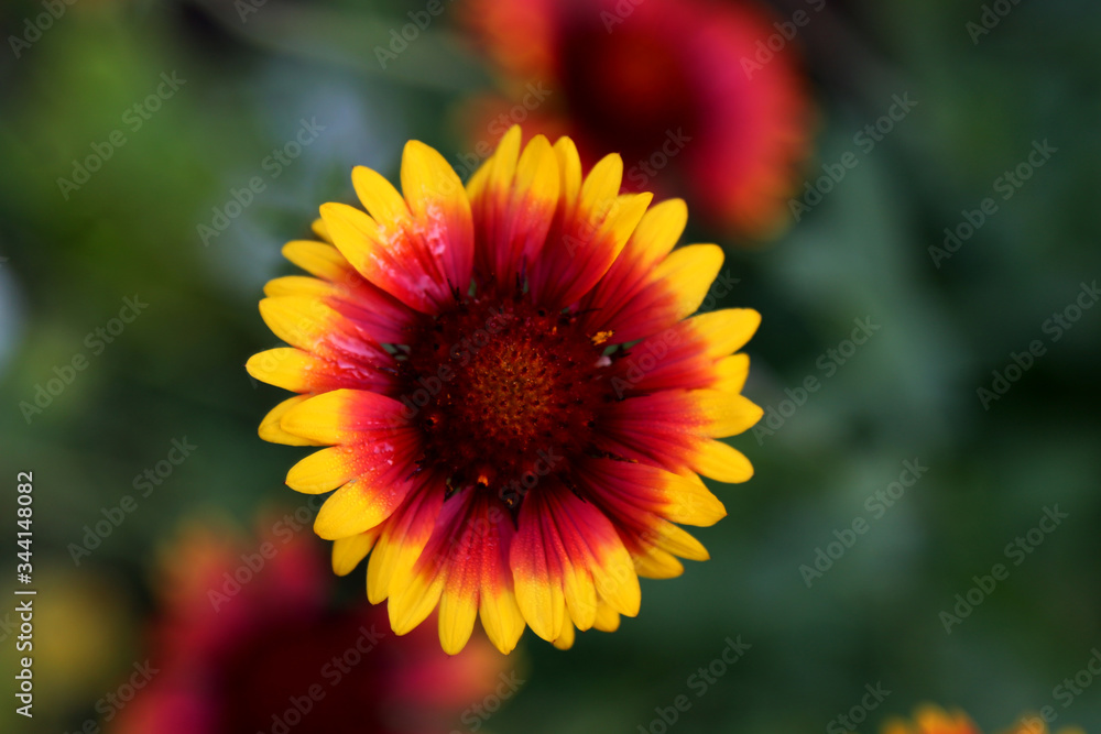 flower gailardia on a green background of grass flower gailardia on a green background of grass