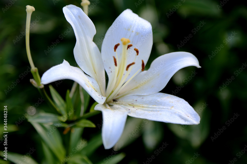 Fototapeta premium white Lily flower on green grass background