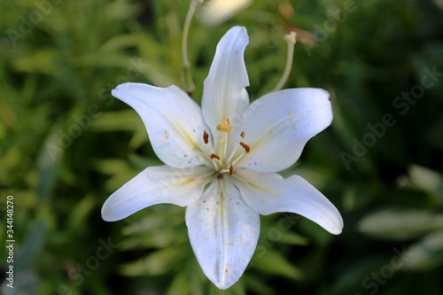 white Lily flower on green grass background
