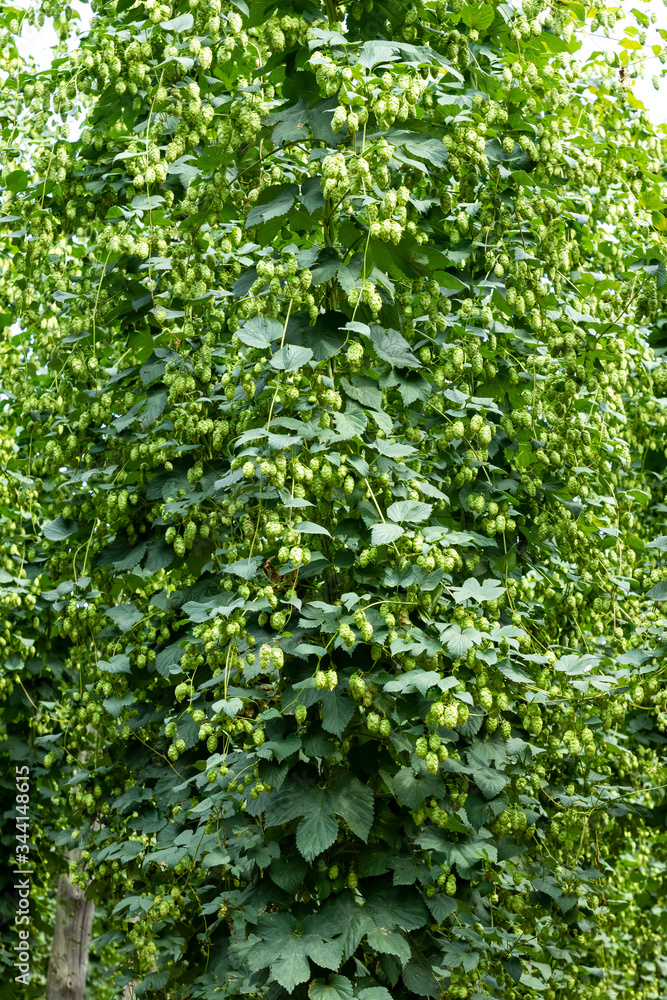 Typical hop plantation for beer production in Leon, northern Spain. Typical hop plantation for beer production in Leon, northern Spain.