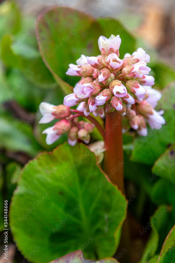 Fototapeta premium Coming into Bloom