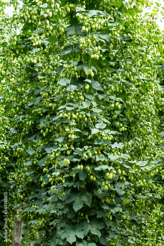 Typical hop plantation for beer production in Leon, northern Spain.