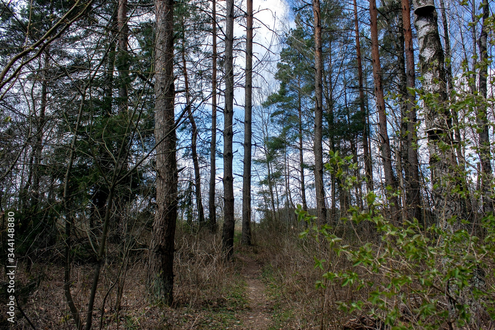 Fototapeta premium Spring landscape. Outskirts of the forest, forest path and spring blue sky with blue clouds.