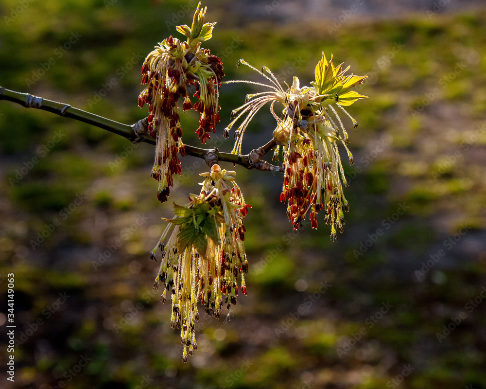 Obraz premium Spring blurred background with flowering maple branch.