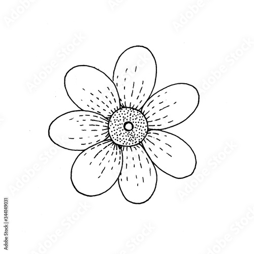 isolated ink line black and white flower