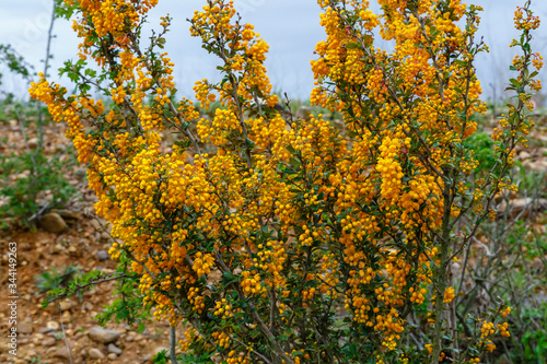 Arbusto espinoso con flores amarillas del g  nero Berberis. Agracejo.