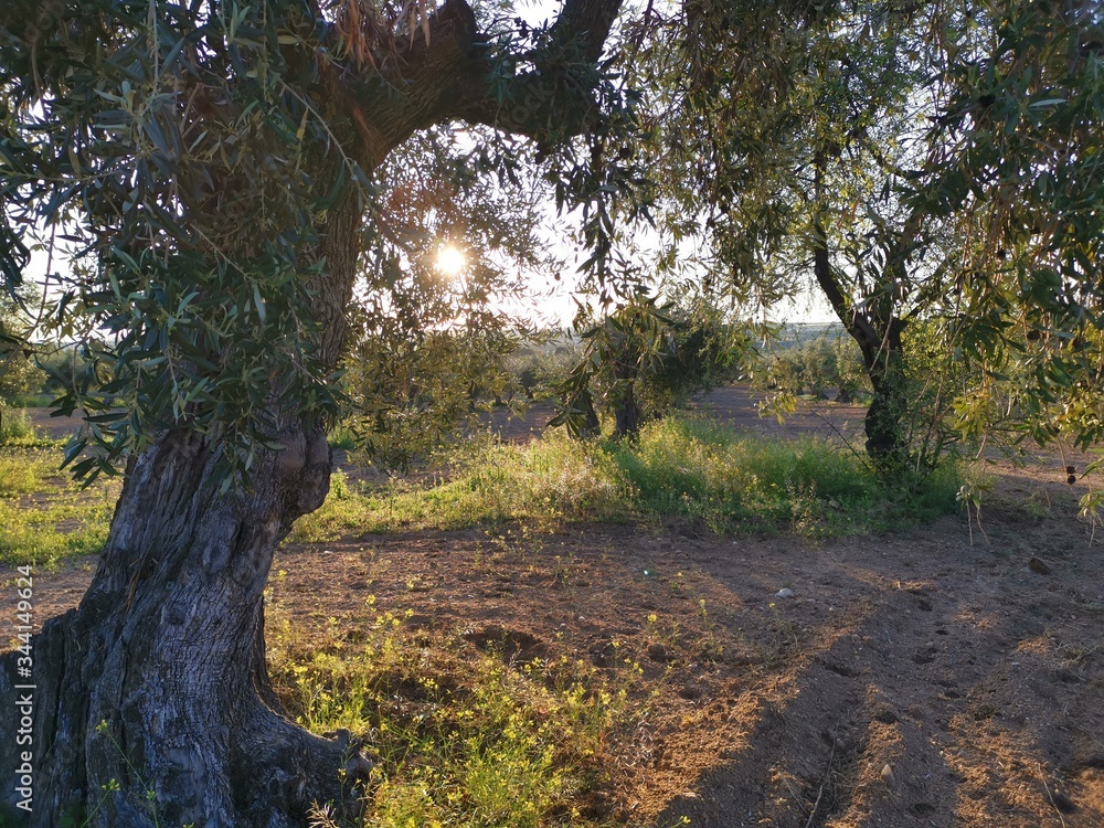 Paisaje rural y olivas