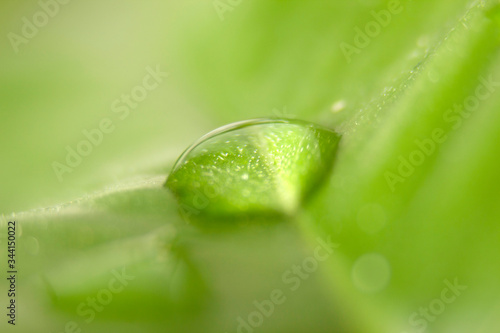 water drop on green leaf