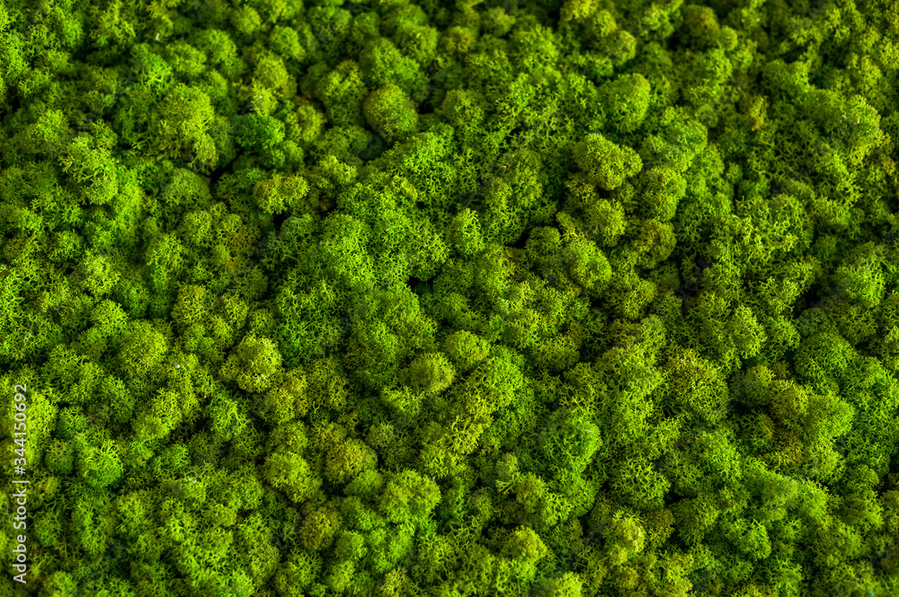 green artificial moss for interior decoration
