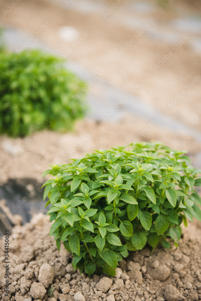 Pieds de basilic frais cultivés sous serre en Dordogne, France Pieds de basilic frais cultivés sous serre en Dordogne, France