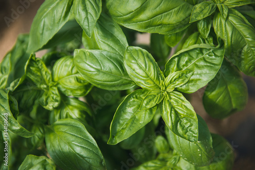 Pied de basilic frais en Dordogne, France