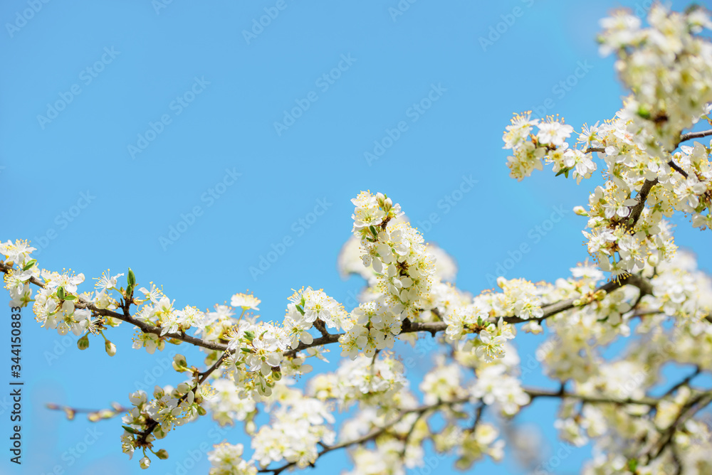 White blooming cherry flowers. Spring flowering. Tree branches against the blue sky. Clear cloudless spring sky. White blooming cherry flowers. Spring flowering. Tree branches against the blue sky. Clear cloudless spring sky.