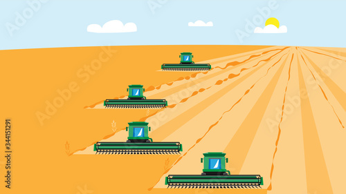 4 combine harvesters mow wheat crop. Vector illustration for agribusiness.