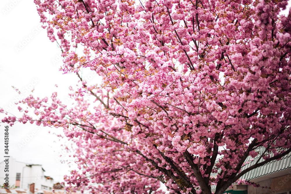 Cherry Blossom in spring with Soft focus, Sakura season in korea,Background. Cherry Blossom in spring with Soft focus, Sakura season in korea,Background.