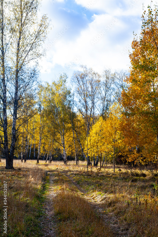 Birch forest in the fall.