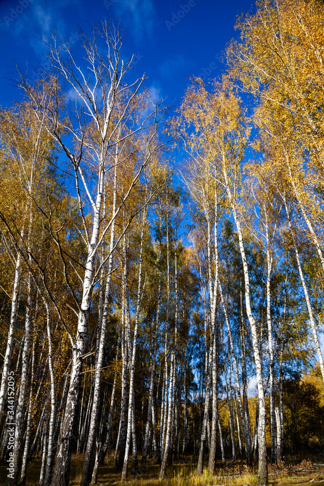 Naklejka premium Birch forest in the fall.