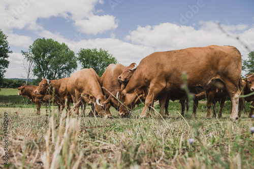 Troupeau de limousines dans le Périgord, France