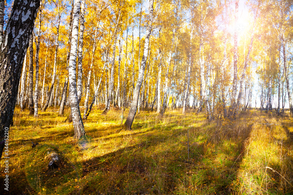 Obraz premium Birch forest in the fall.