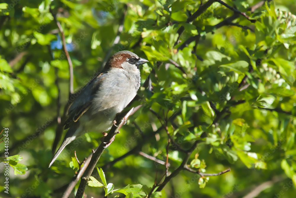 House Sparrow male House Sparrow male