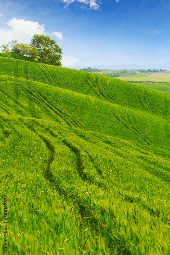 Obraz premium Green fields of wheat in Tuscany, Italy