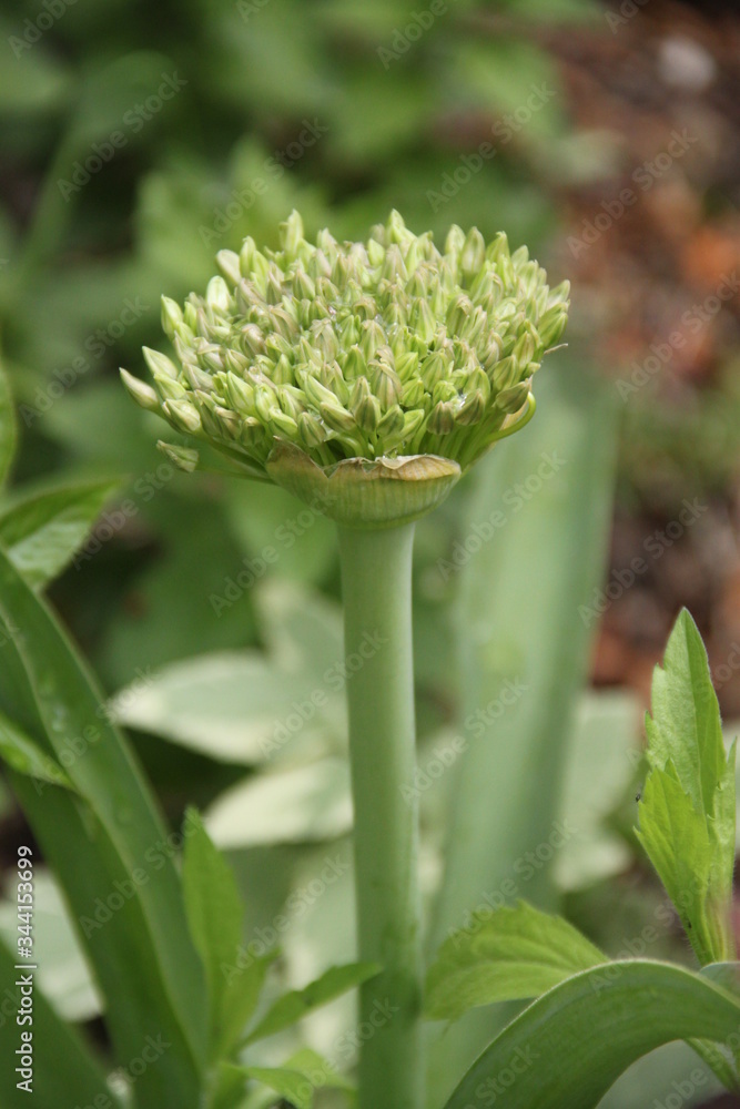 Allium pink opening flower head bud Allium pink opening flower head bud