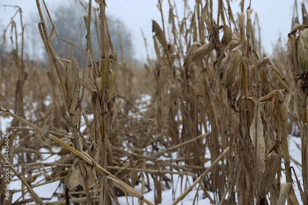 Fototapeta premium ein mais feld nach der ernte in Norddeutschland bedeckt mit schnee