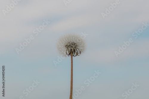 White dandelion on a background of sky and clouds