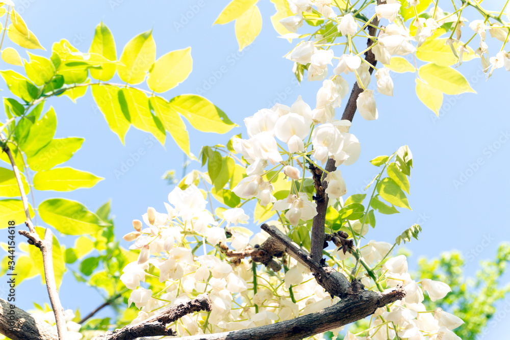 Obraz premium 白い藤の花