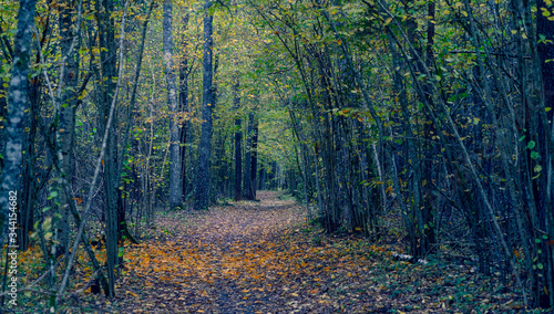 Alley in the dark forest in autumn