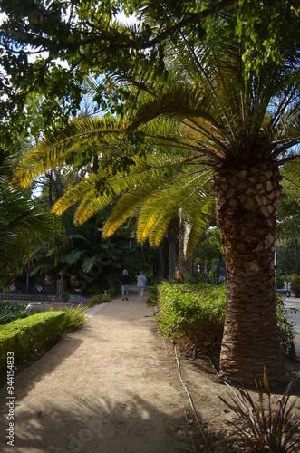 palm trees in the park