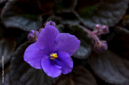 Blue violet flowers dark green leaves close up